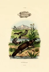 Duck-Billed Platypus